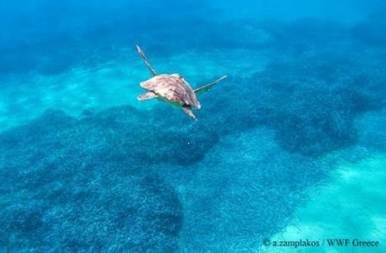 Περίθαλψη σε τραυματισμένη θαλάσσια χελώνα στη Σύρο