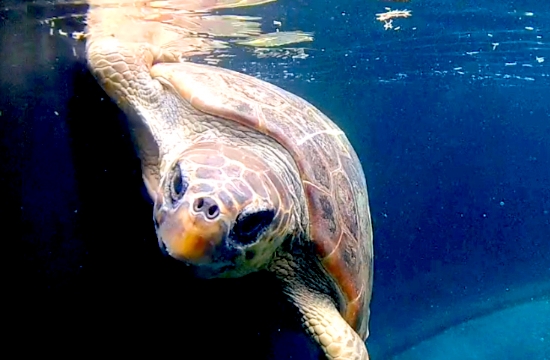 ΑΡΧΕΛΩΝ: Απελευθέρωση θαλάσσιας χελώνας στο Ρέθυμνο