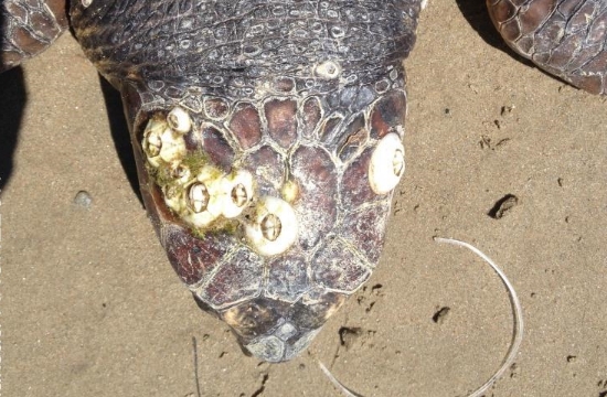 Νεκρή θαλάσσια χελώνα στη Ζάκυνθο