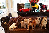 Ονειρεμένη σκυλίσια ζωή στο Wagington Hotel