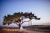 Αγία Νάπα: Πολιτικοί γάμοι στο πιο πολυφωτογραφημένο δένδρο της Κύπρου