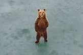 Η αρκούδα στην παγωμένη λίμνη Καστοριάς