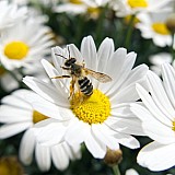 Οι μέλισσες, δίνουν πληροφορίες για την υγεία των κατοίκων των πόλεων