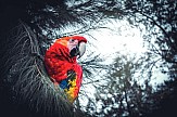 Koλομβία, η χώρα με τη μεγαλύτερη ποικιλότητα πτηνών στον πλανήτη