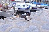 Tα ζώα είναι οι πραγματικοί σταρ των ελληνικών τουριστικών προορισμών