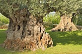 Το Αρχαίο Δέντρο του ‘Εβρου αναδεικνύει τους διαχρονικούς ελαιώνες