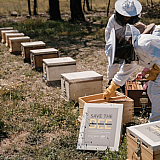 TÜV AUSTRIA Hellas - Sani/Ikos: Πρωτοβουλία αναδοχής μελισσιών για την ανασυγκρότηση της βιοποικιλότητας της Πάρνηθας
