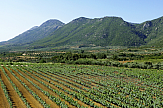 Ανάδειξη των ιστορικών αμπελώνων Navarino Vineyards | Συνεργασία ΤΕΜΕΣ - PREMIA Properties - "Ελληνικά Οινοποιεία"