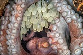 Η «μαμά χταπόδι» η καλύτερη υποβρύχια φωτογραφία του 2022