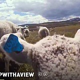 4 πρόβατα διαφημίζουν τη Νότια Νορβηγία!