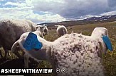 4 πρόβατα διαφημίζουν τη Νότια Νορβηγία!