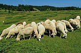 Σωτήρια λύση για υπό εξαφάνιση πρόβατα στη Κρήτη… και με τουριστικό αντίκτυπο